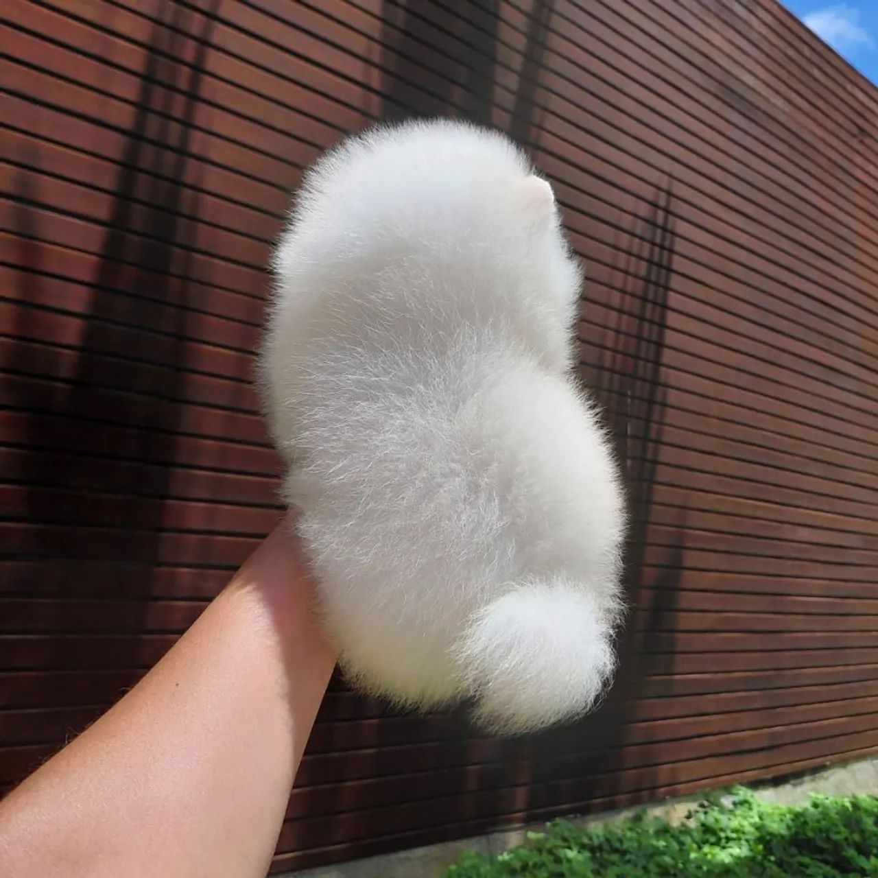 A Casa dos Verdadeiros Ursinhos Lulu da Pomerânia  - Foto 6