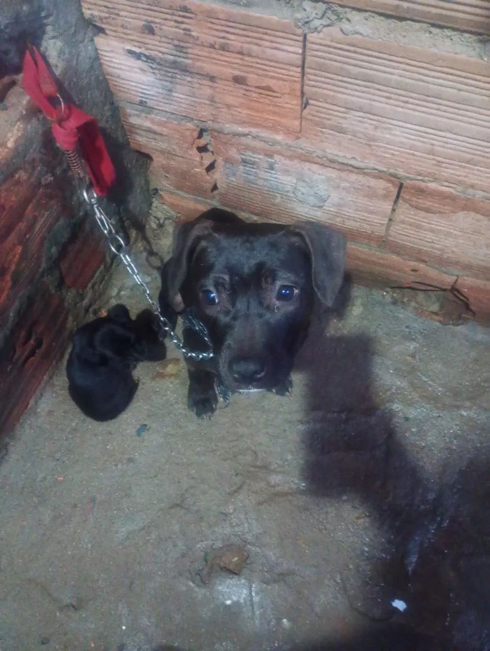 Filhote Pit Bull  - Foto 3