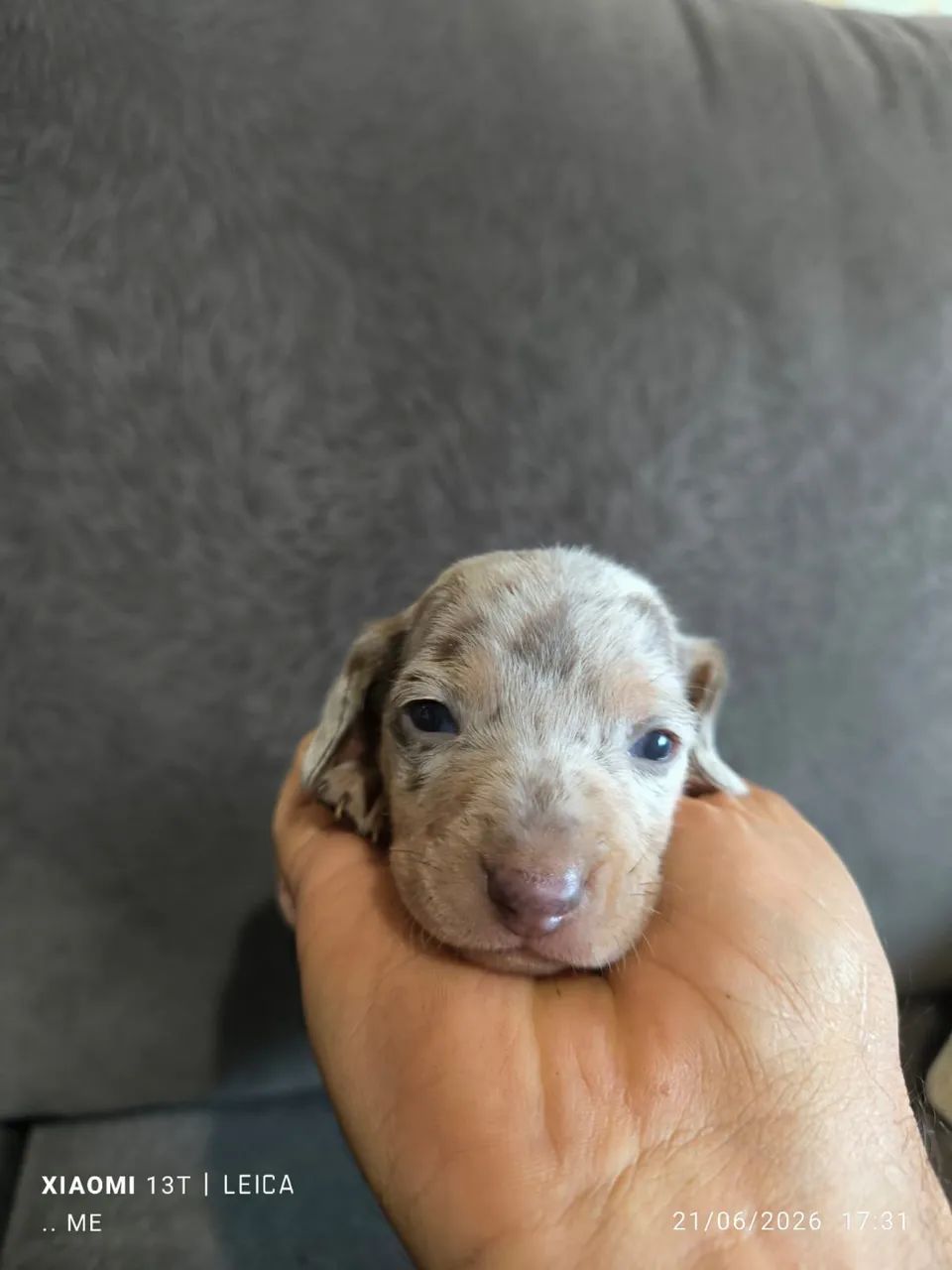 Dachshund machos  - Foto 3