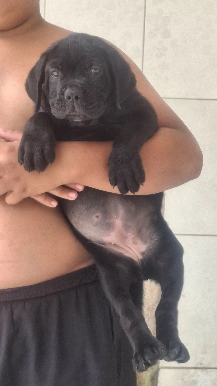 Cane corso - Foto 2