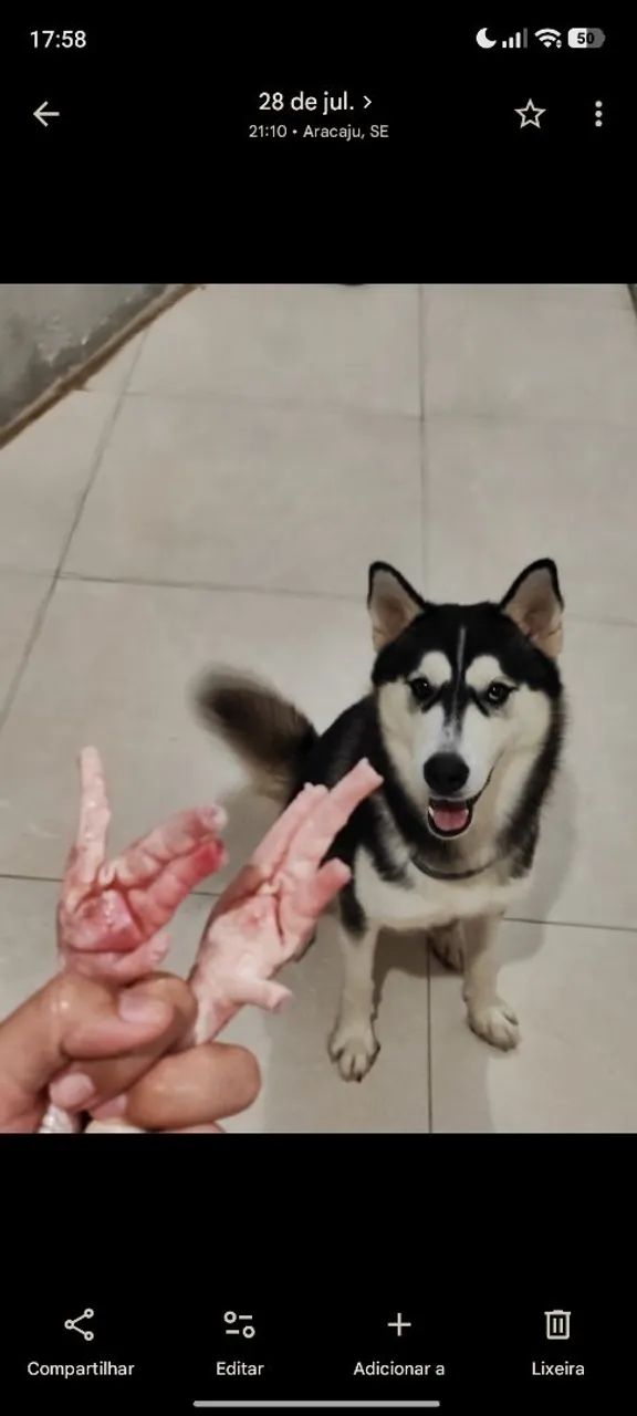 Vendo husky fêmea 