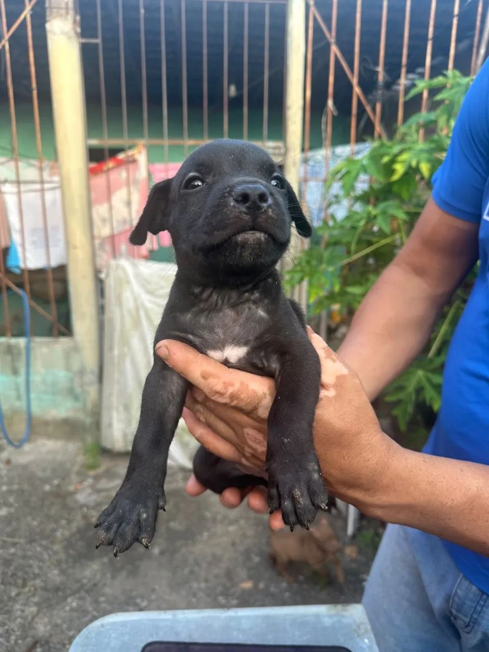 Pitbull  - Foto 4