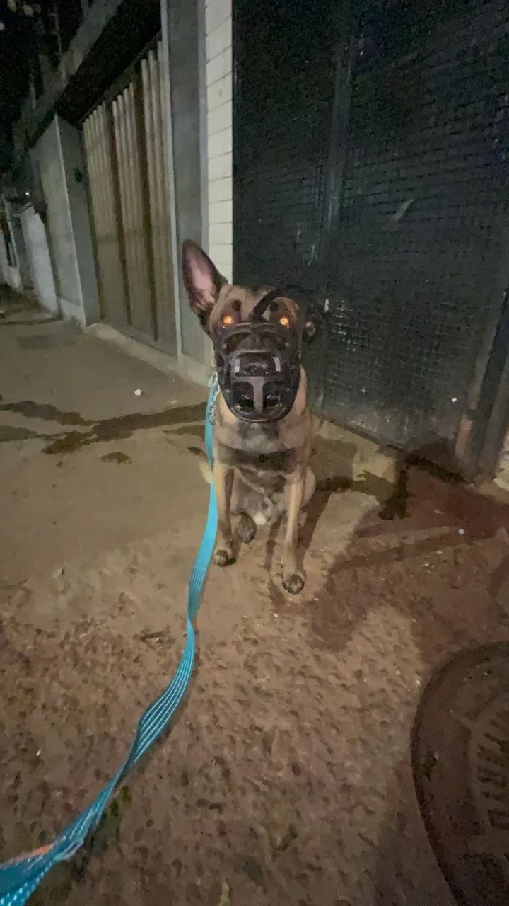 Adestrador de cães  - Foto 3