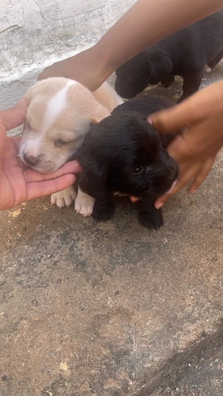 Cachorros para doação - Foto 5
