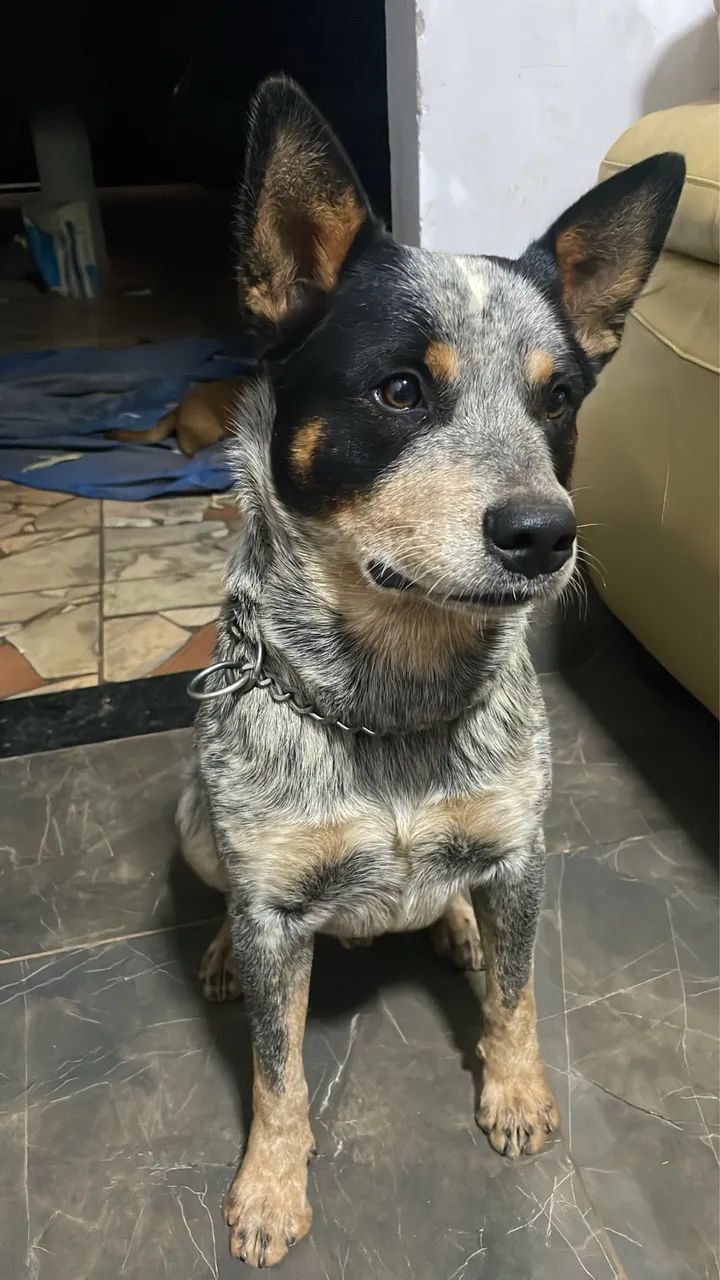 Blue heeler 