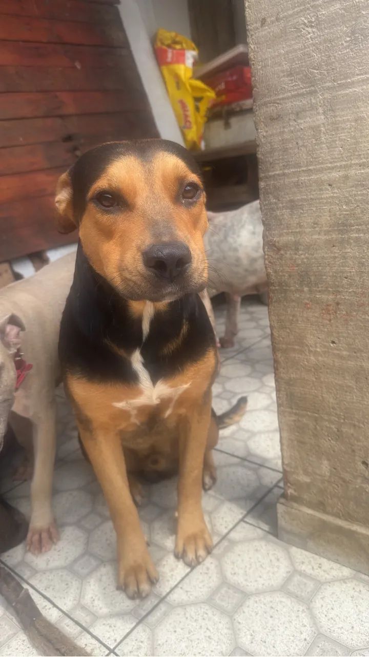 Cachorro Pitbull c/ Rotweiller 1 ano Dócil e saudável  - Foto 2