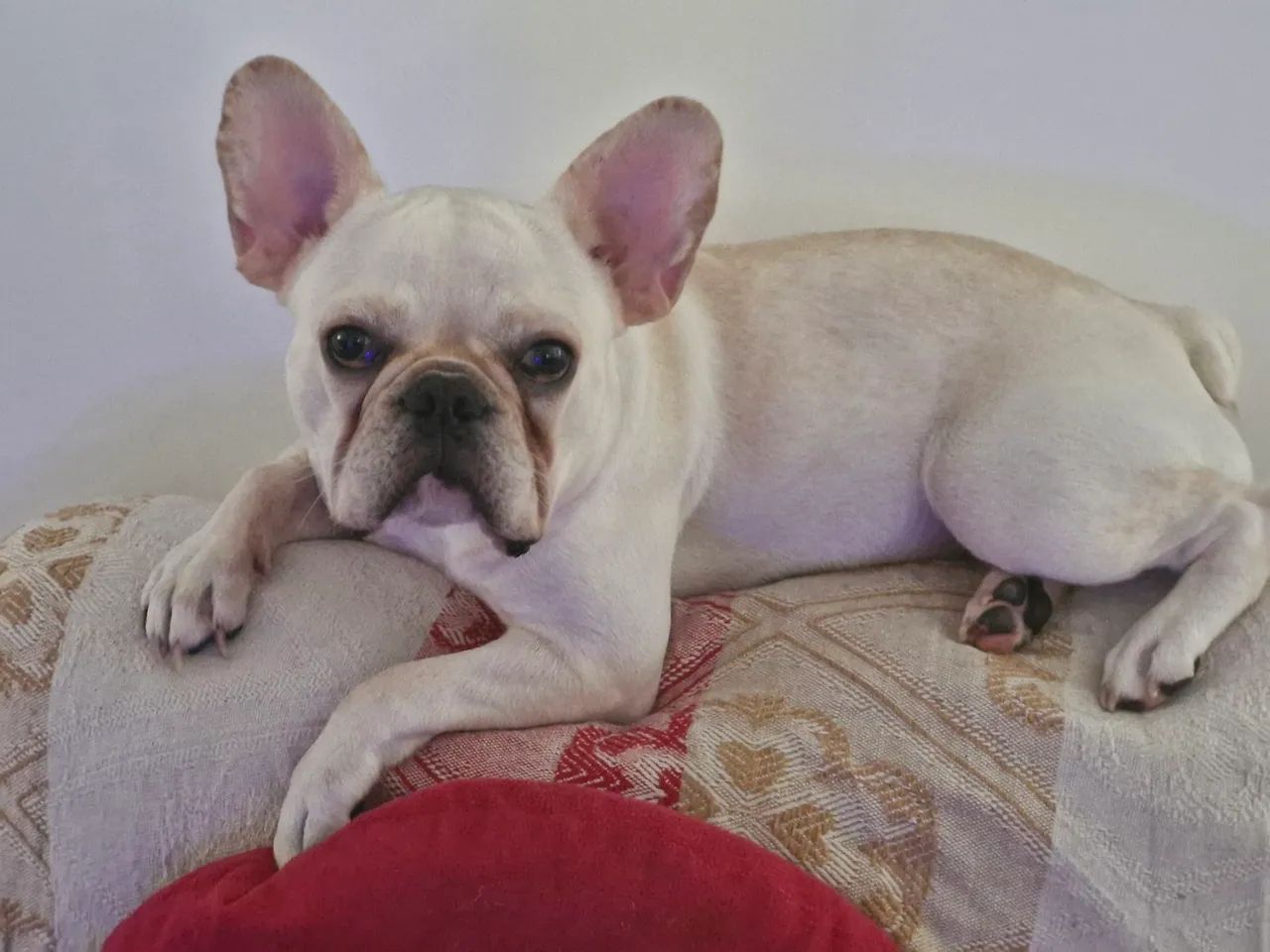 Bulldog francês  - Foto 2