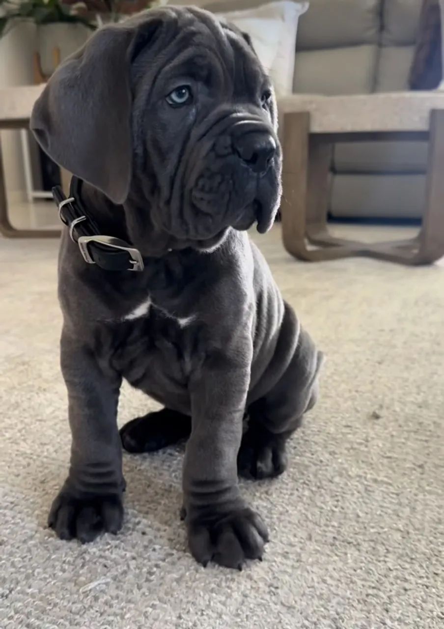 Cane corso