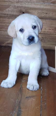 Labrador Pedigree e garantia em contrato - Lindos filhotes - Foto 3