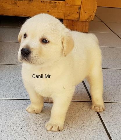 Labrador Pedigree e garantia em contrato - Lindos filhotes - Foto 2