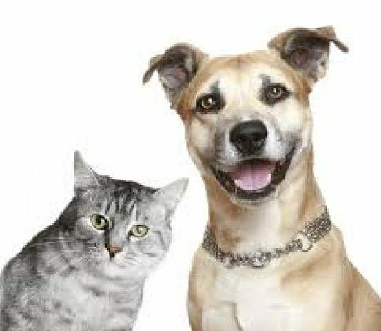 Cuidamos de Cães e gatos