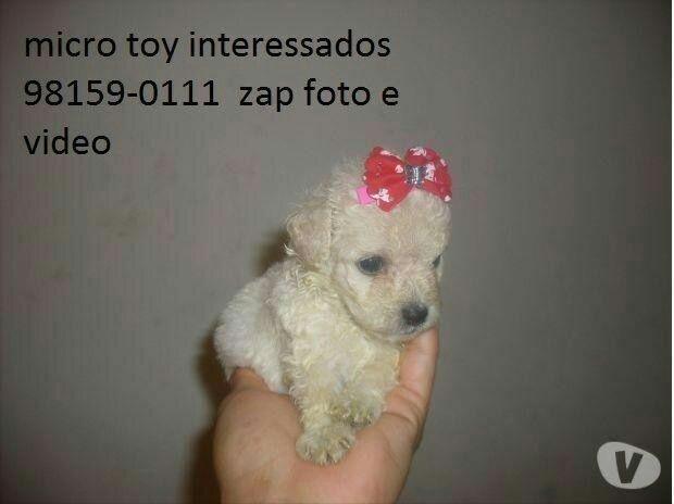 Poodle mine toy aceito cartões entrega grátis somente Salvador