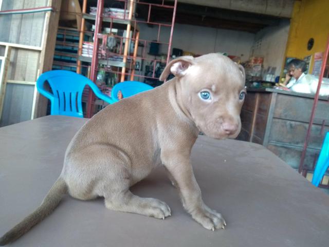 Oportunidade Filhotes de Pitbull puros - Foto 3