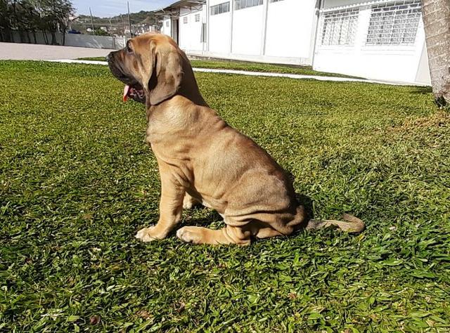 Filhotes de Fila Brasileiro - 1 macho e 2 fêmeas - Foto 2
