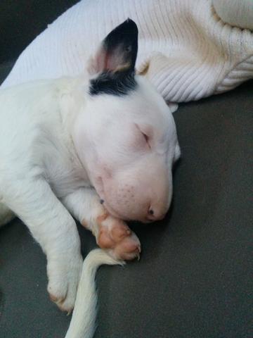 Caniplus Bull terrier - Foto 5