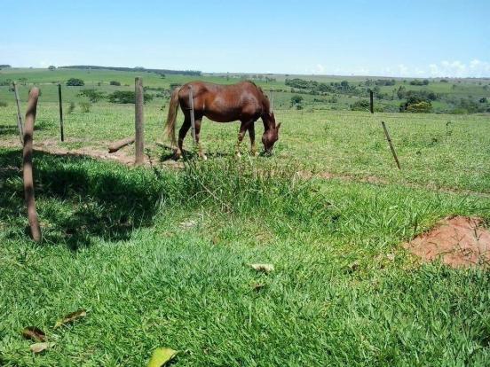 Chácara à venda, 20000 m² por R$ 350.000,00 - Zona Rural - Presidente Venceslau/SP - Foto 10