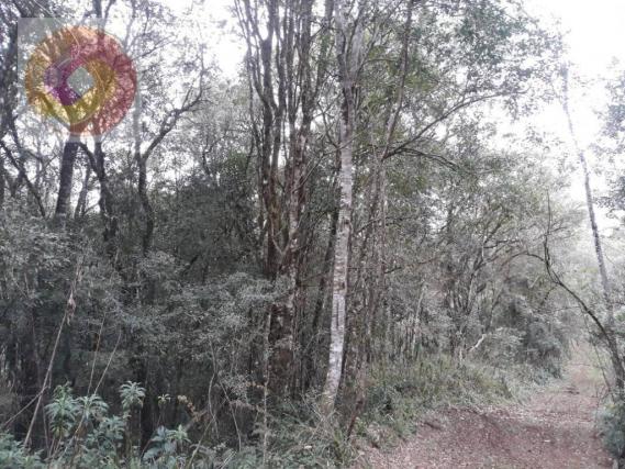 Chácara à venda, 23000 m² por R$ 180.000 - Palmerinha - Campina Grande do Sul/PR - Foto 10