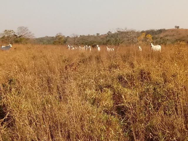 Fazenda 163 hec em Acorizal, próximo chapéu do sol - Foto 10