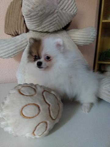 Spitz alemão em PROMOÇÃO - Foto 4