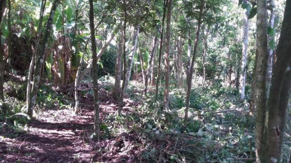 Terreno residencial à venda, Três Córregos, Teresópolis. - Foto 8