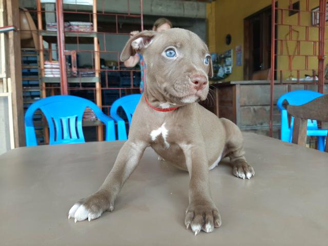 Oportunidade Filhotes de Pitbull puros - Foto 5