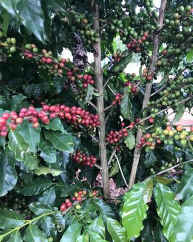 Cafe em grão 100% arábico - Foto 6