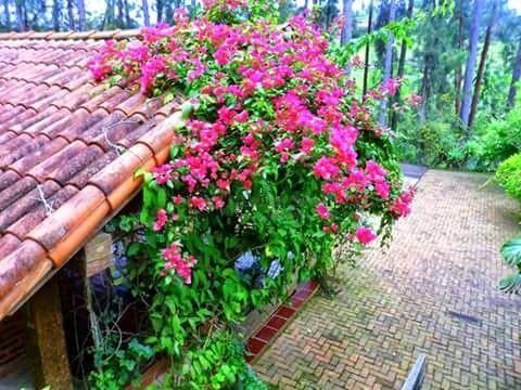Sítio rural à venda, Colônia Alpina, Teresópolis. - Foto 4