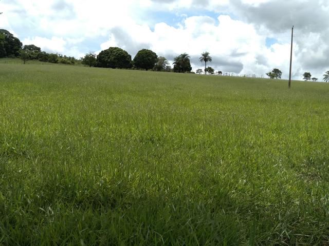 Sitio para gado e plantio de café - Foto 3