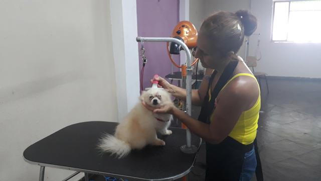 Curso Banho e Tosa Para iniciantes Pg no boleto, a vista ou cartão - Foto 4