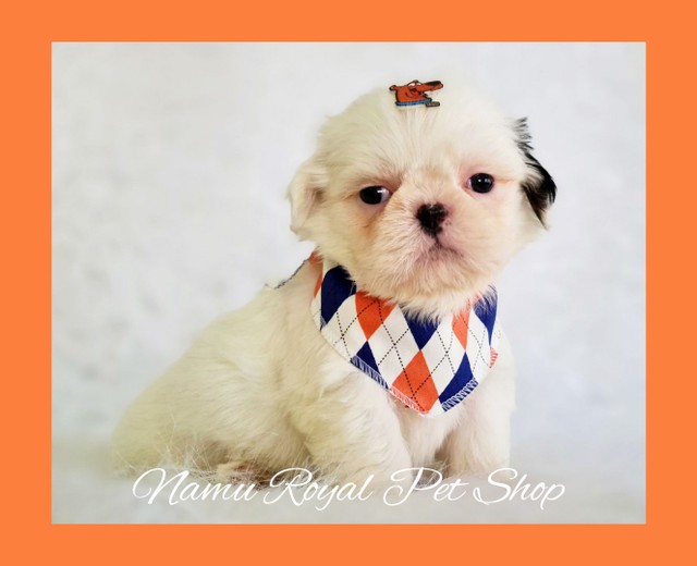 Shih tzu macho, filhote de pura qualidade #fotos reais# Namu Royal Pet Shop  - Foto 3