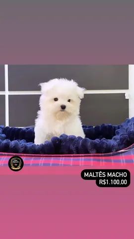 Maltês