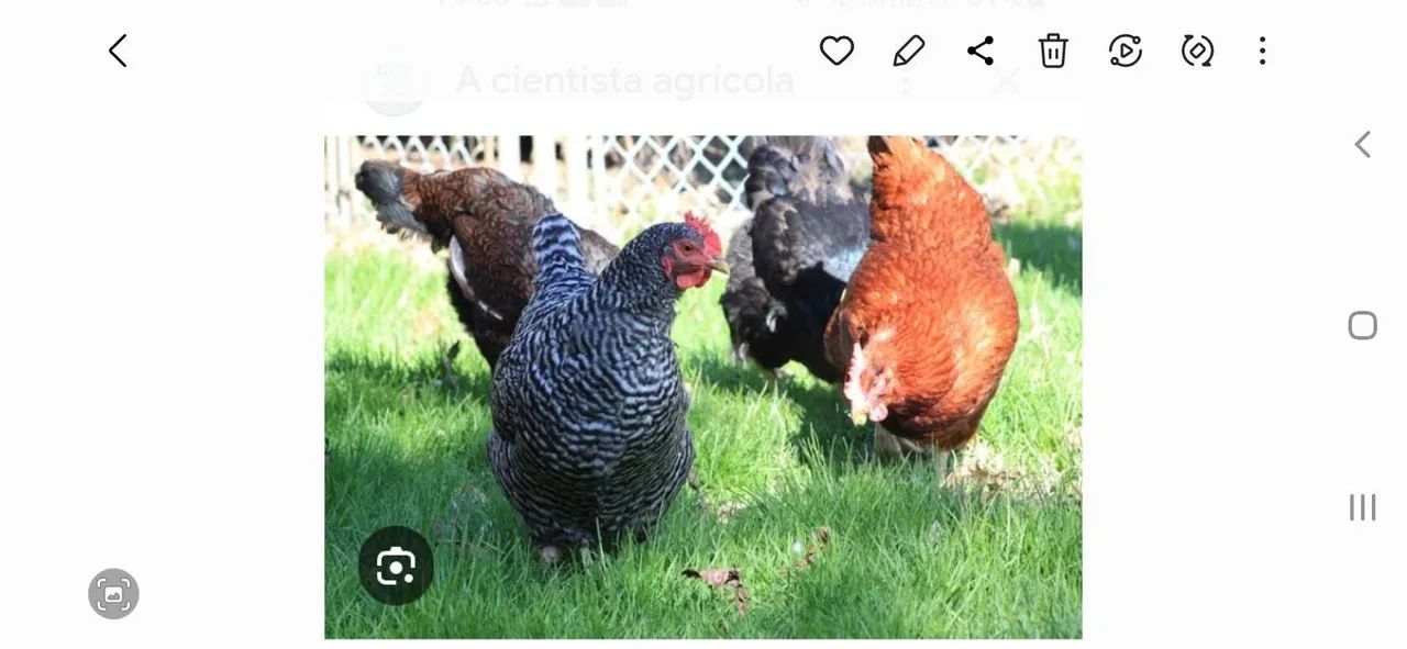 Galos caipirão,galinhas e pintinhos - Foto 6