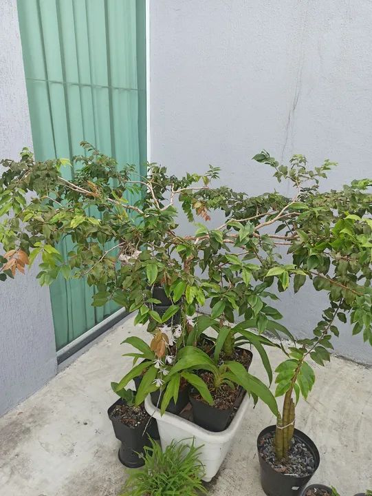 Jabuticabeira produzindo