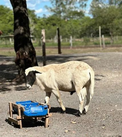 Carneiros Dorper com Santa Inês. - Foto 2