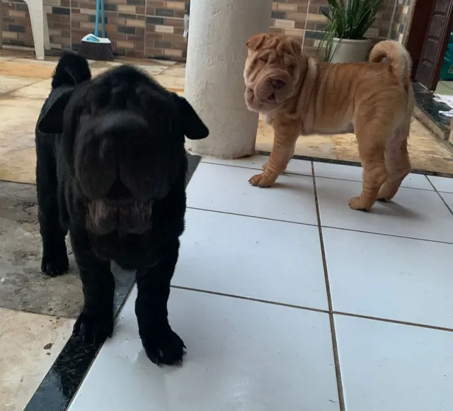 Shar pei for sale 2024 olx