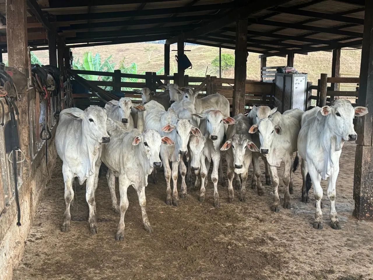 Bezerros Nelore -e uns mestiço 