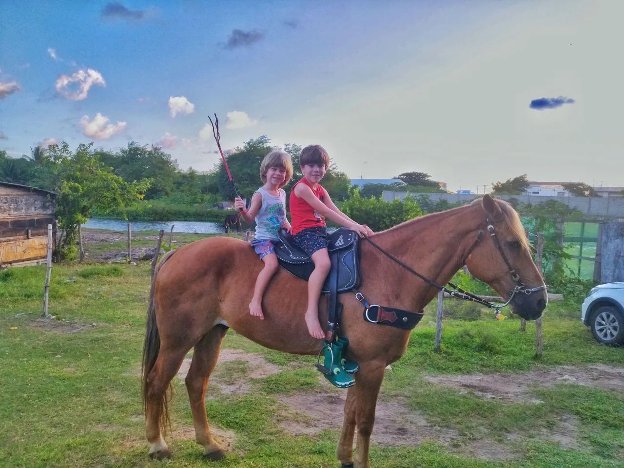 Cavalo de Vaquejada  - Foto 4