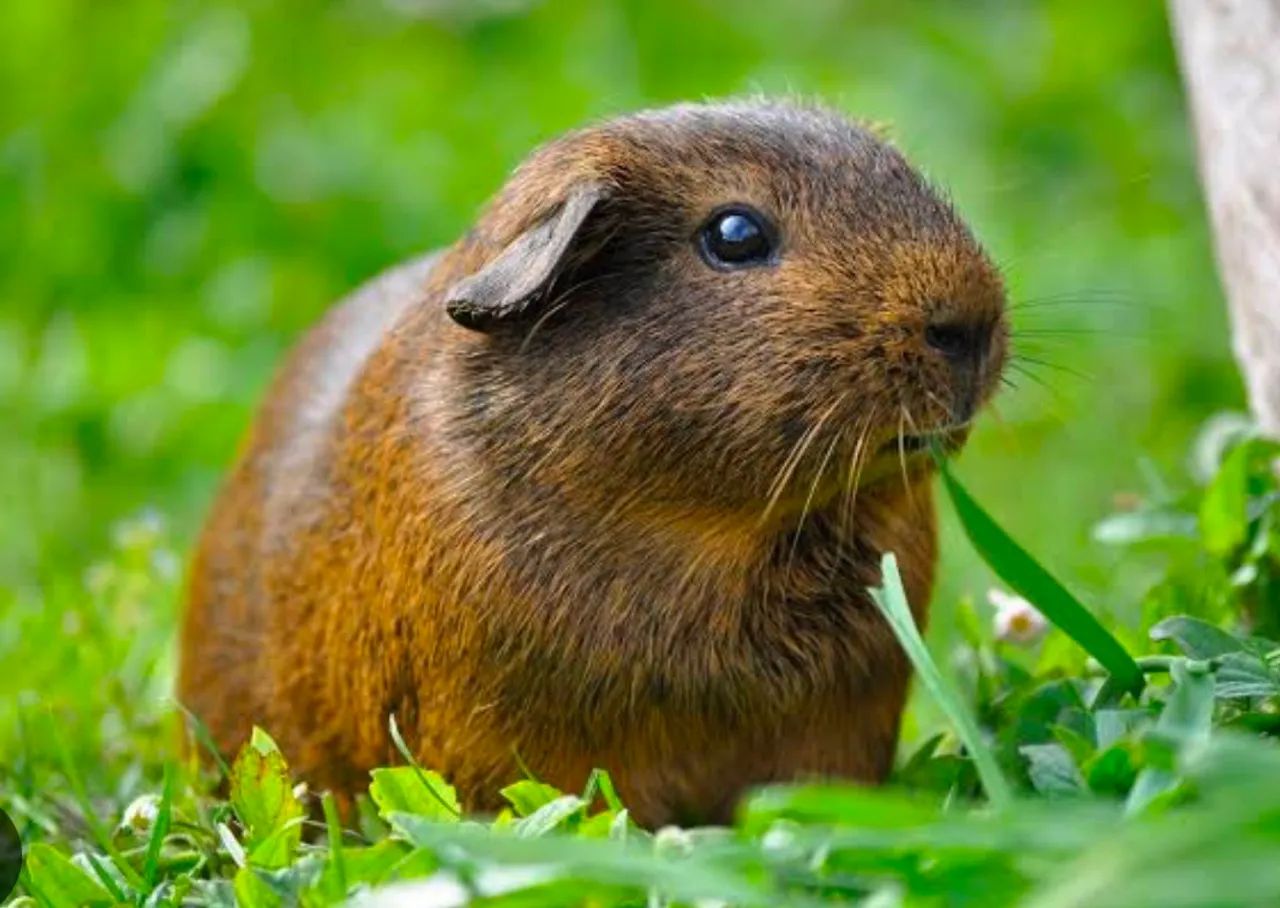 Porquinha da índia fofinha para adoção