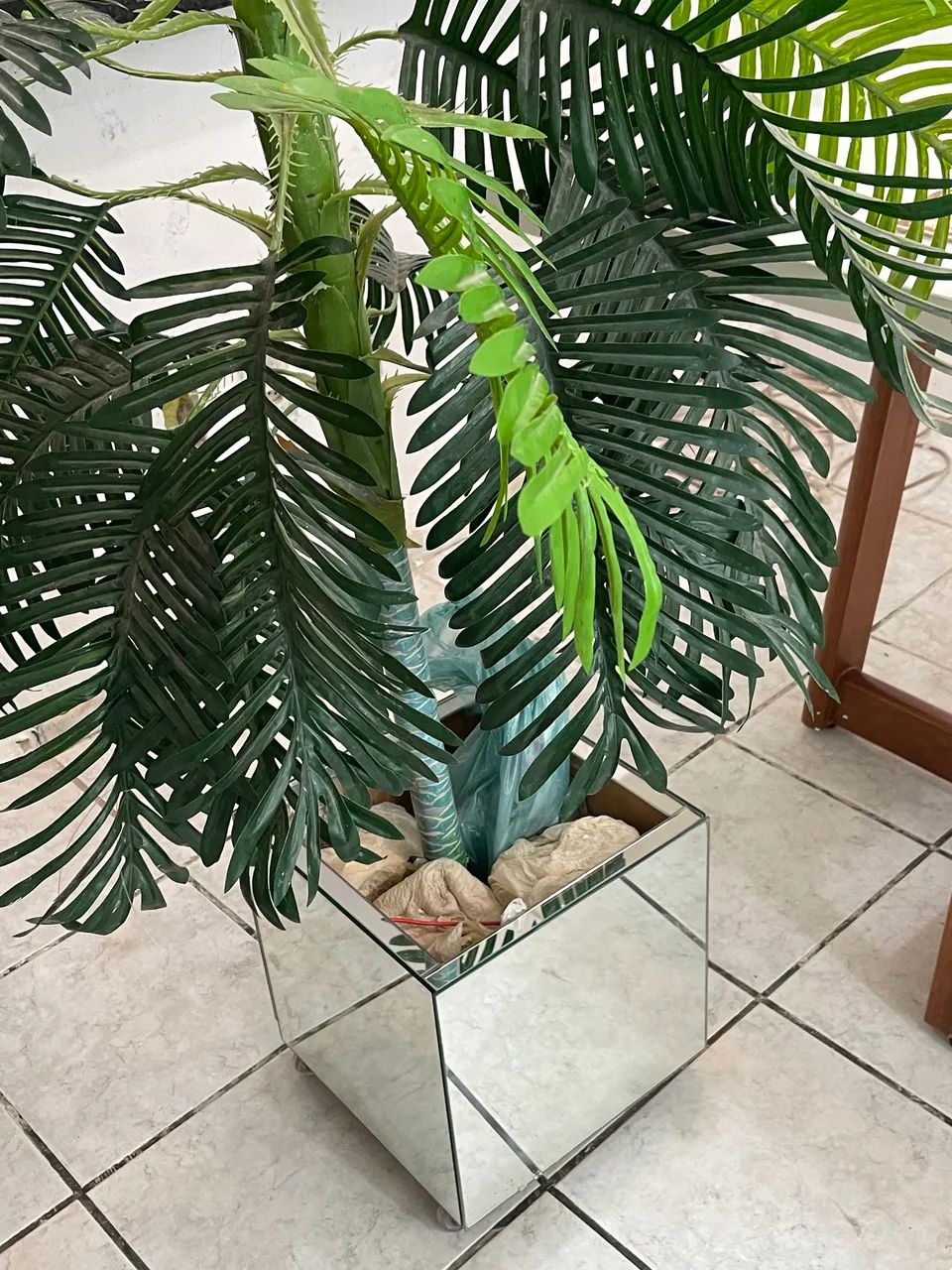 Planta com jarro64305474569345120