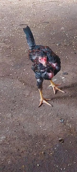 Índio gigante  - Foto 3