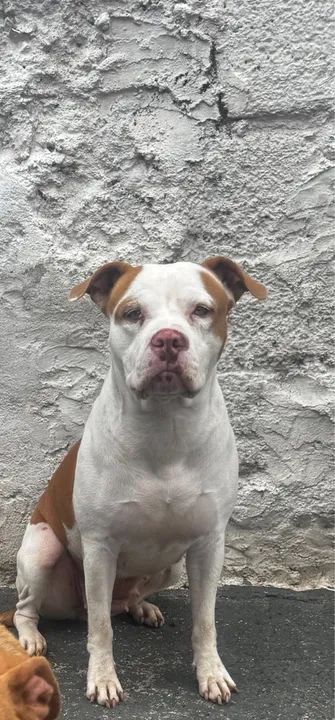 Doando American bully fêmea (não é castrada)  - Foto 4