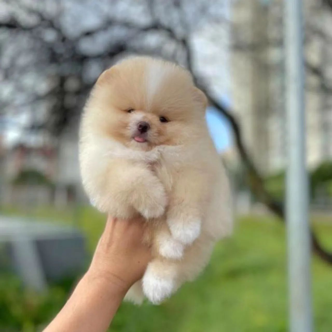 Lulu da Pomerânia Ursinhos Pedigree CBKC 
