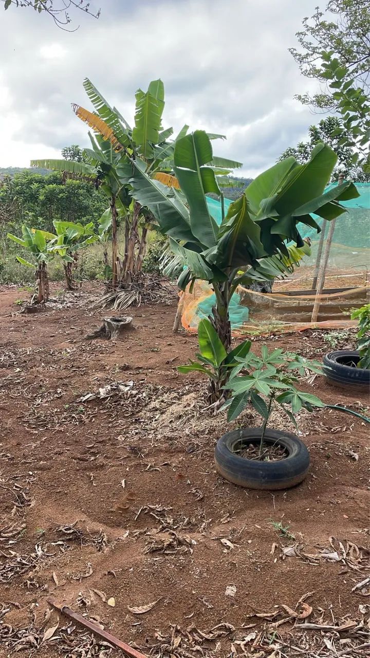 GRANJA COMPLETA À VENDA - TORREÕES (Recanto da Cachoeira) - Foto 5