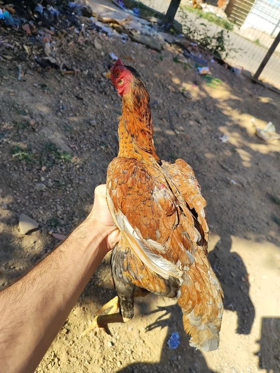 Galinha india - Foto 4