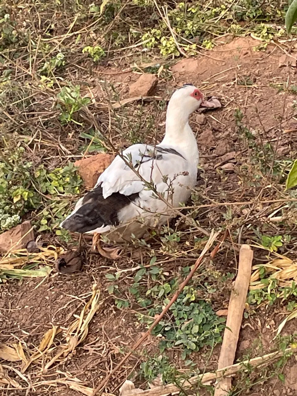 Patos para criação