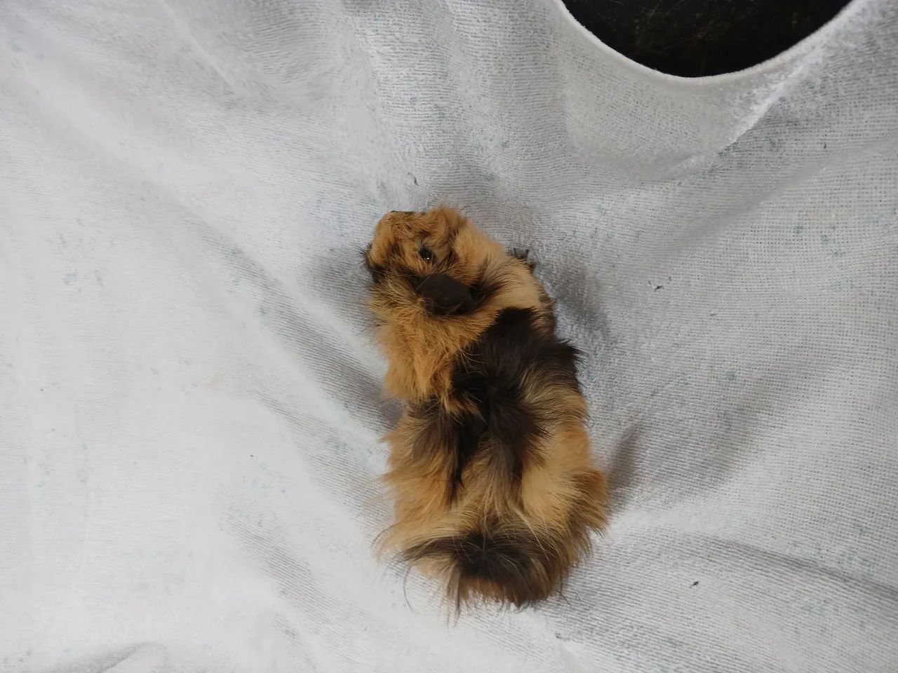 Porquinho da Índia peruano adulto  - Foto 6