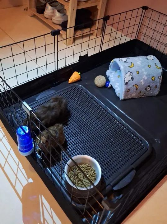 Porquinhos da índia + cercado e acessórios