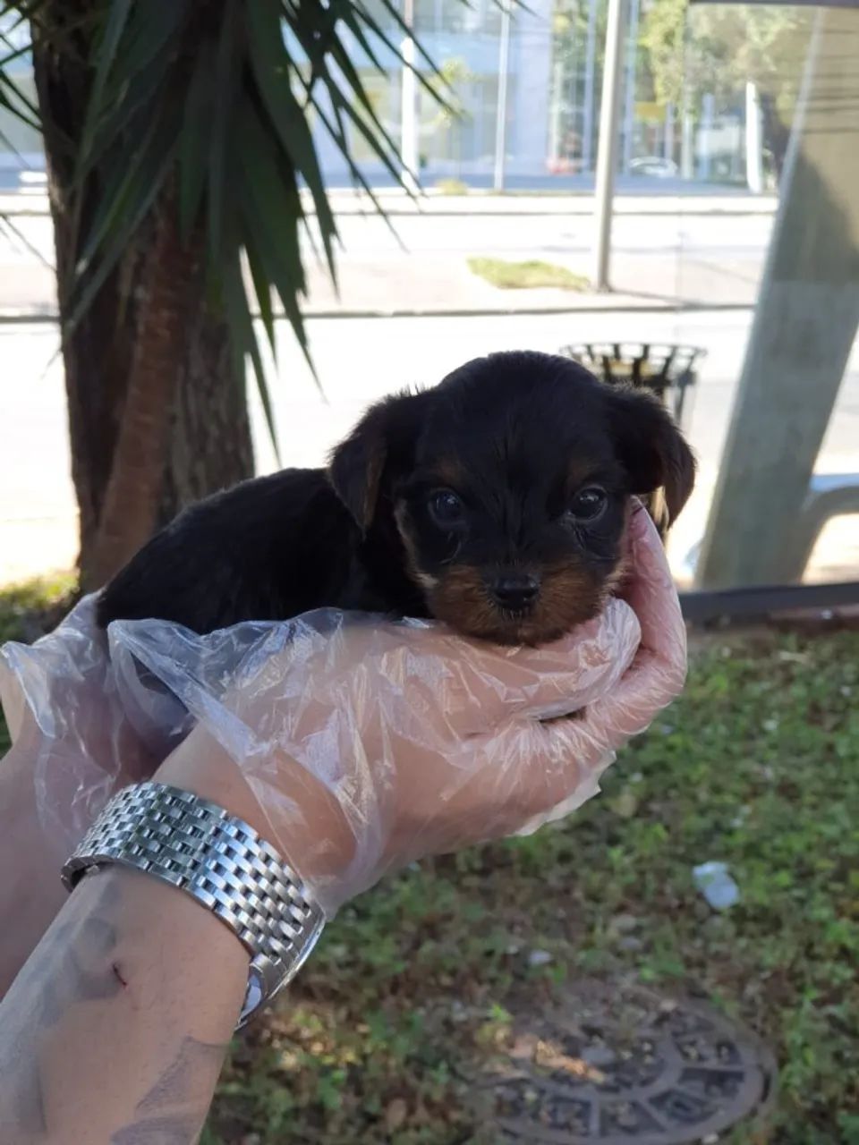 Yorkshire terrier, com uma assistência imbatível e melhores garantias  