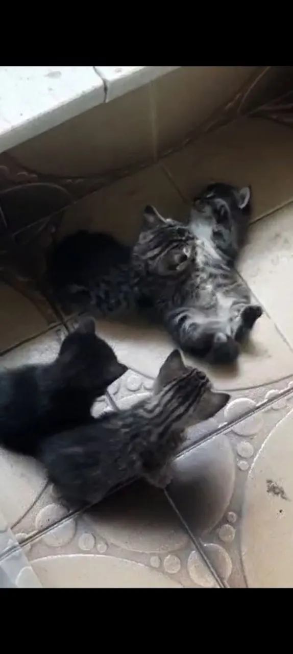Gatinhos pra doação