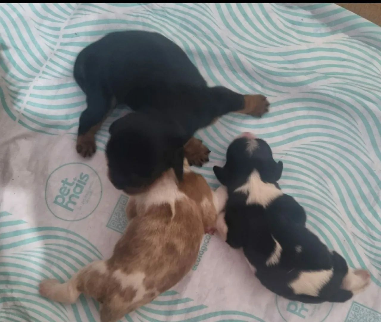 Filhotes de Cavalier King Charles Spaniel